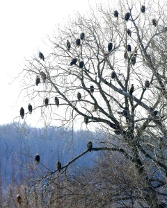 eagles in trees for blog